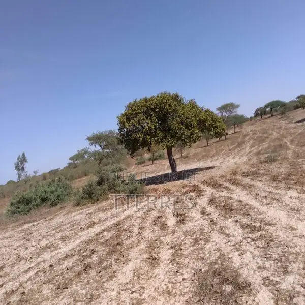 Verger De 17 Hectares Vers Darou Khoudoss – Tivaouane