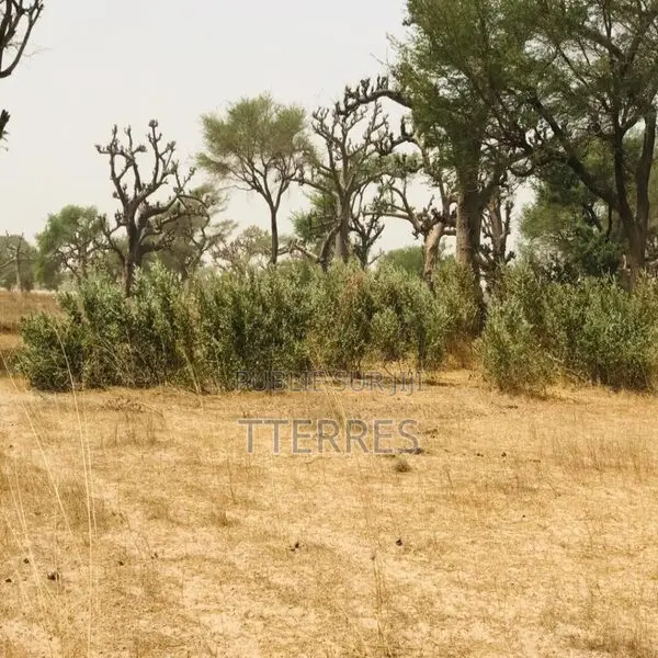 Terrain Agricole De 2,47 Hectares Vers Thiénaba – Thiès