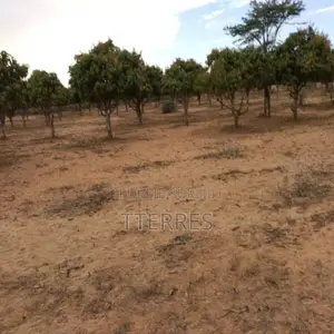 Verger De 2 733 M2 Vers Notto Gouy Diama – Tivaouane