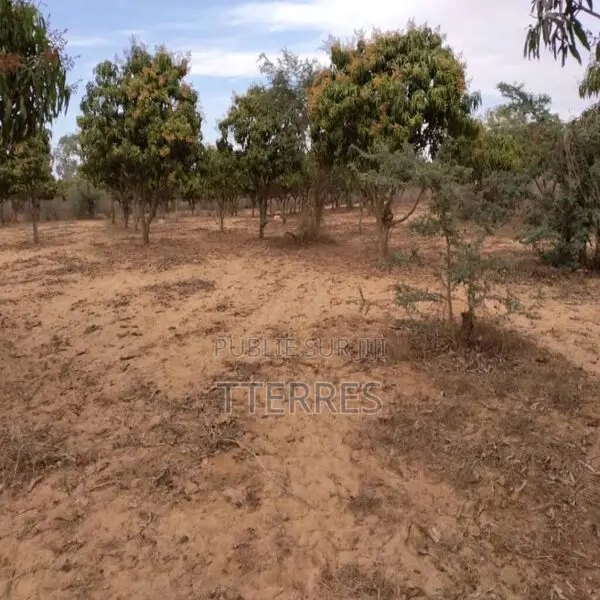 Verger De 2 733 M2 Vers Notto Gouy Diama – Tivaouane