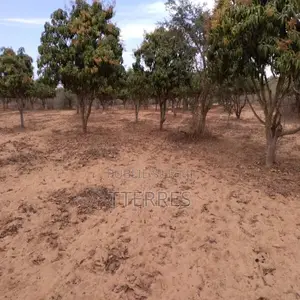 Verger De 2 733 M2 Vers Notto Gouy Diama – Tivaouane