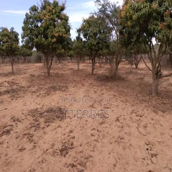 Verger De 2 733 M2 Vers Notto Gouy Diama – Tivaouane