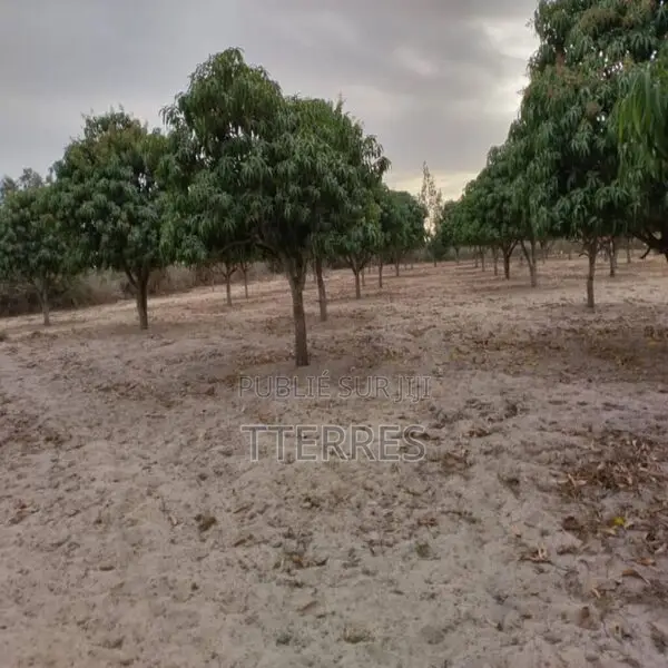 Verger De 5 573 M2 Vers Notto Gouye Diama – Tivaouane