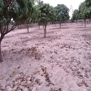 Verger De 5 573 M2 Vers Notto Gouye Diama – Tivaouane