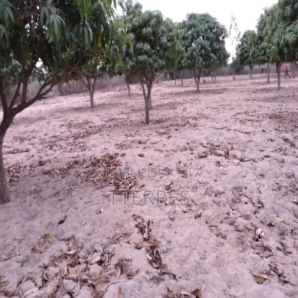 Verger De 5 573 M2 Vers Notto Gouye Diama – Tivaouane