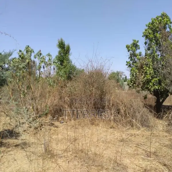 Verger De 8 814 M2 Vers Sandiara – Mbour