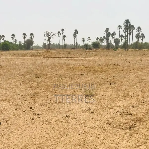 Terrain Agricole De 9103 M2 Vers Fimela – Fatick