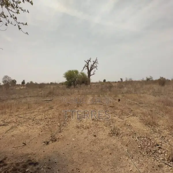 Verger De 9 Hectares Vers Sindia – Mbour
