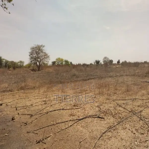 Verger De 9 Hectares Vers Sindia – Mbour