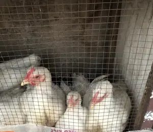 Poulet De Chair Vivant Ou Prêt À Cuire