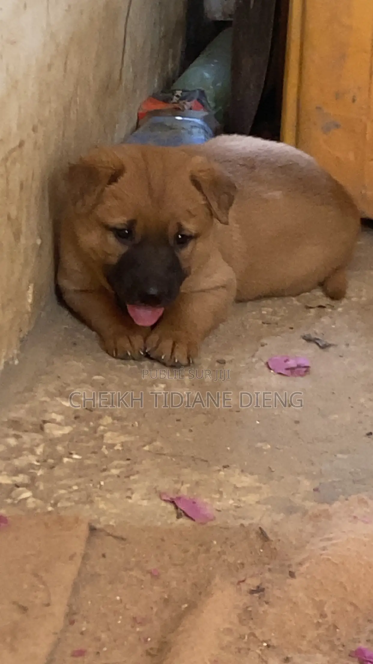 0-1 mois Homme Race mixte Belgian Malinois