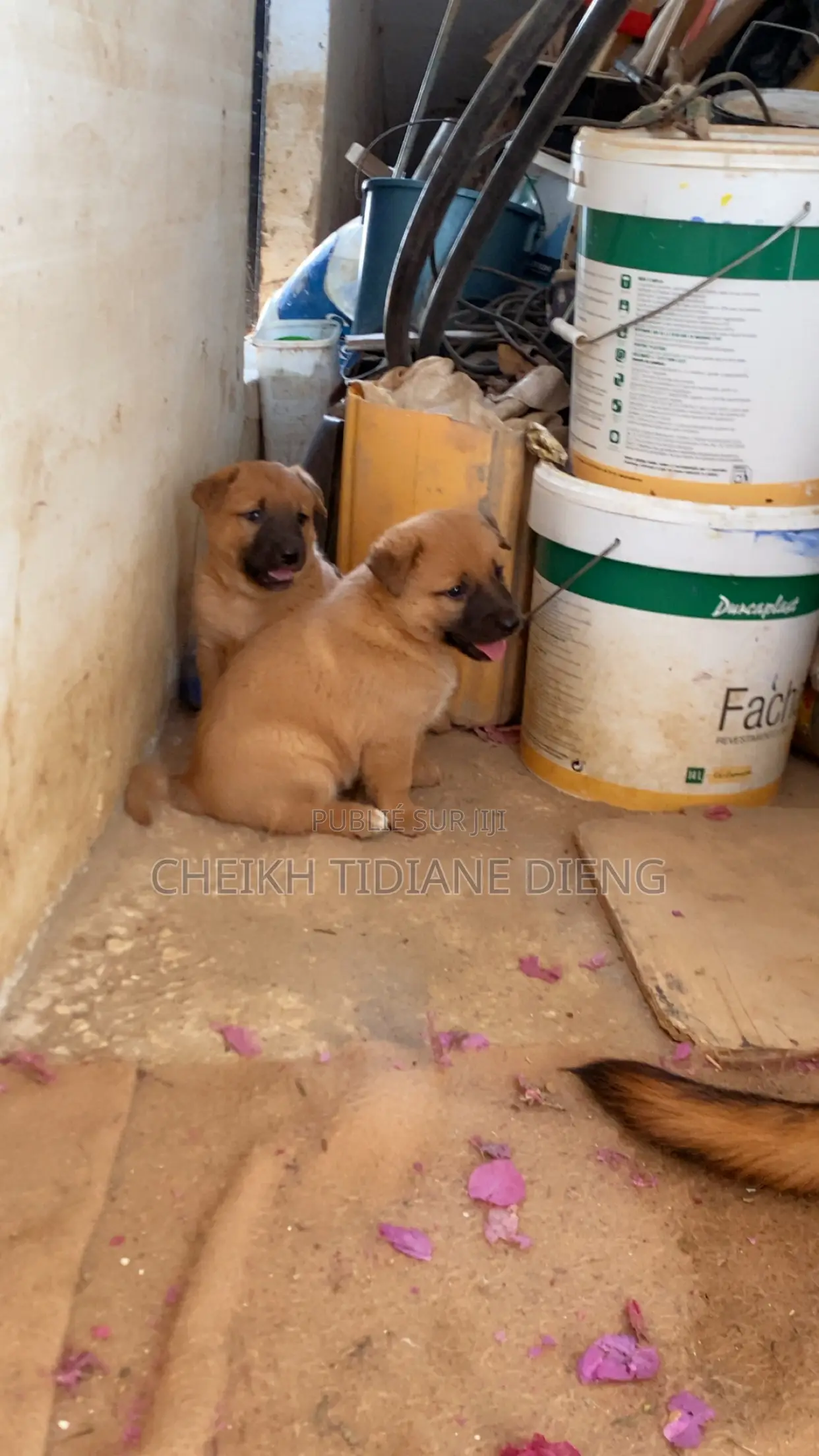 0-1 mois Homme Race mixte Belgian Malinois