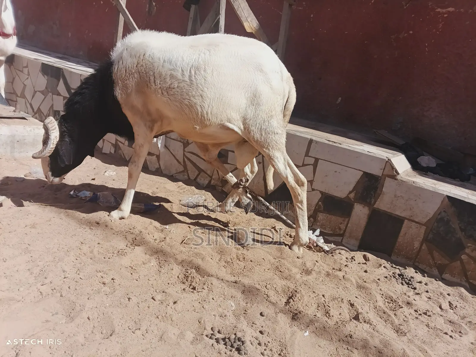 Un Mouton Pour Baptême Ou Autre Événement