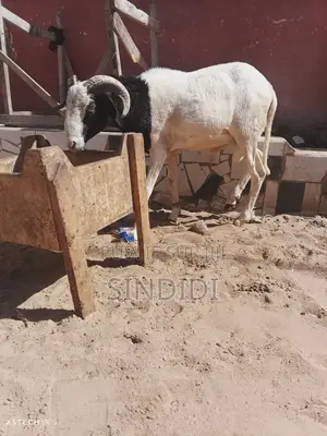 Un Mouton Pour Baptême Ou Autre Événement