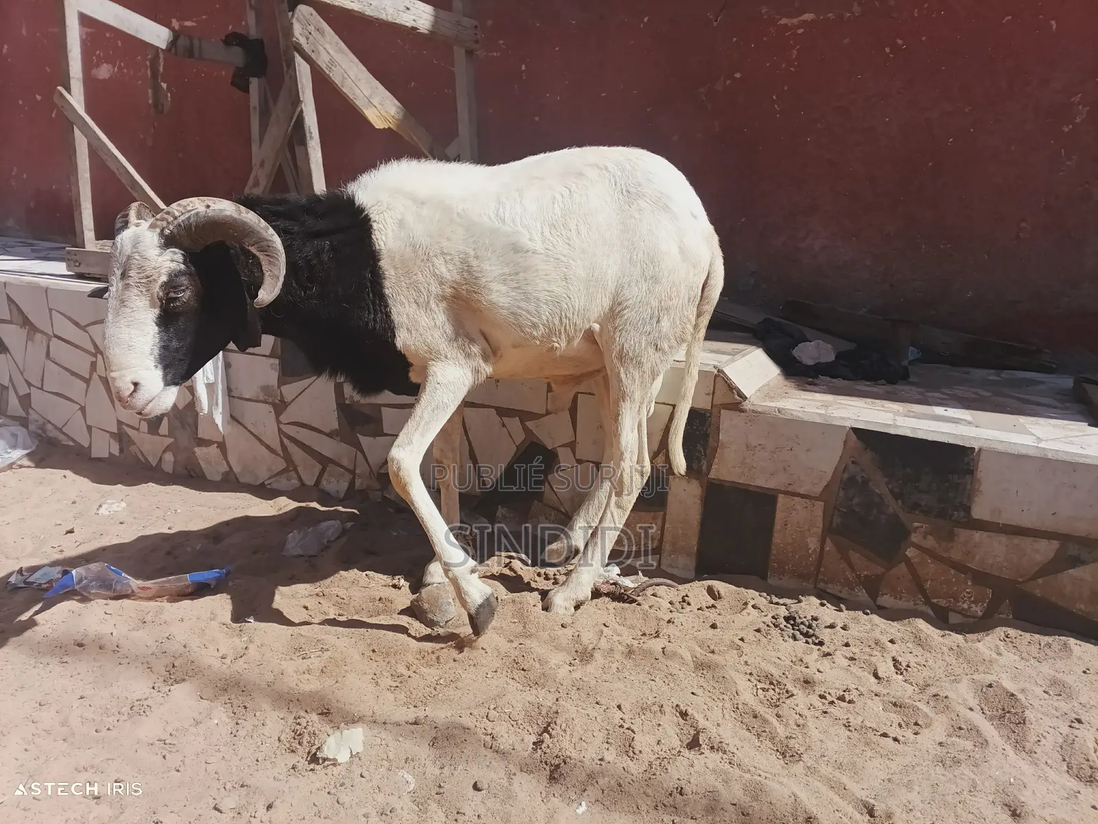 Un Mouton Pour Baptême Ou Autre Événement
