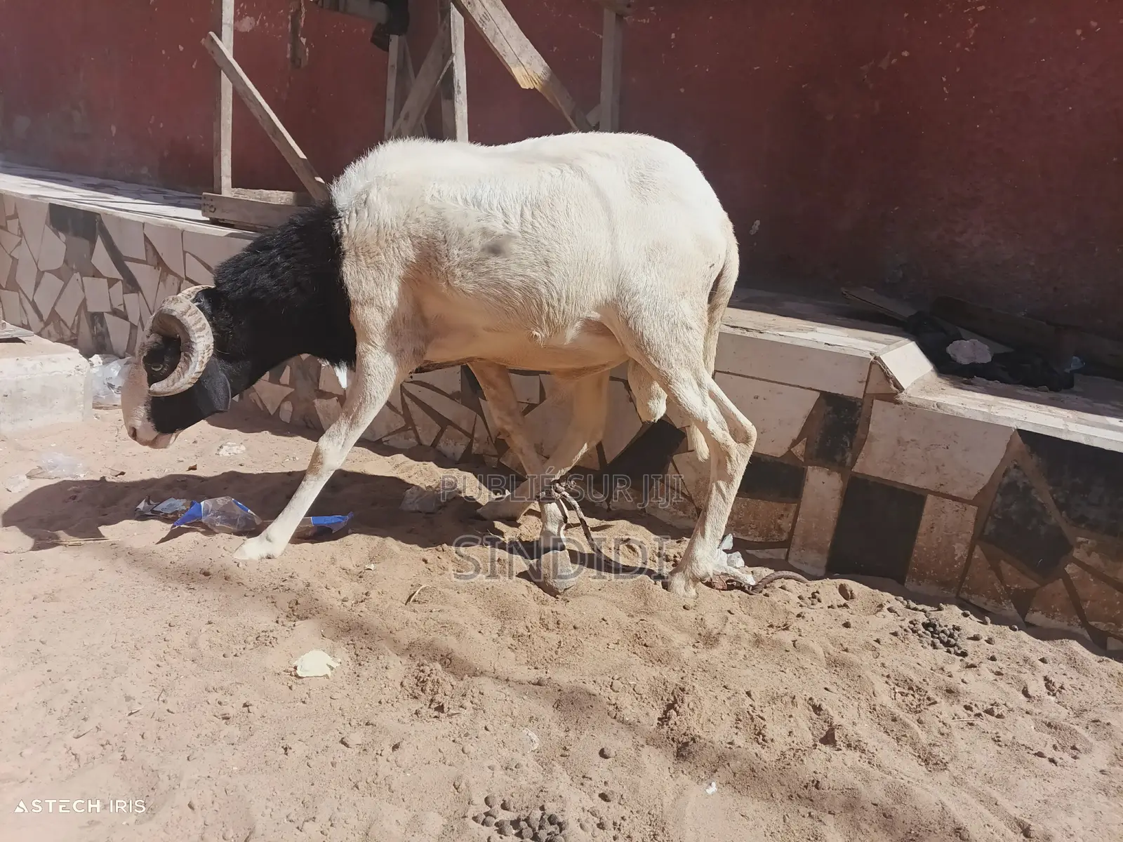 Un Mouton Pour Baptême Ou Autre Événement