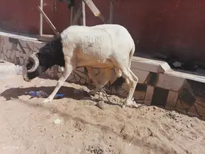Un Mouton Pour Baptême Ou Autre Événement