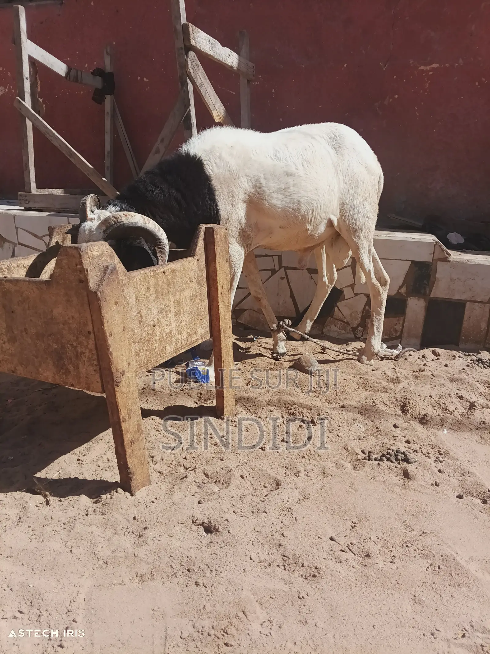 Un Mouton Pour Baptême Ou Autre Événement