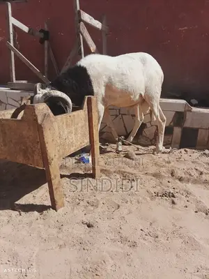 Un Mouton Pour Baptême Ou Autre Événement
