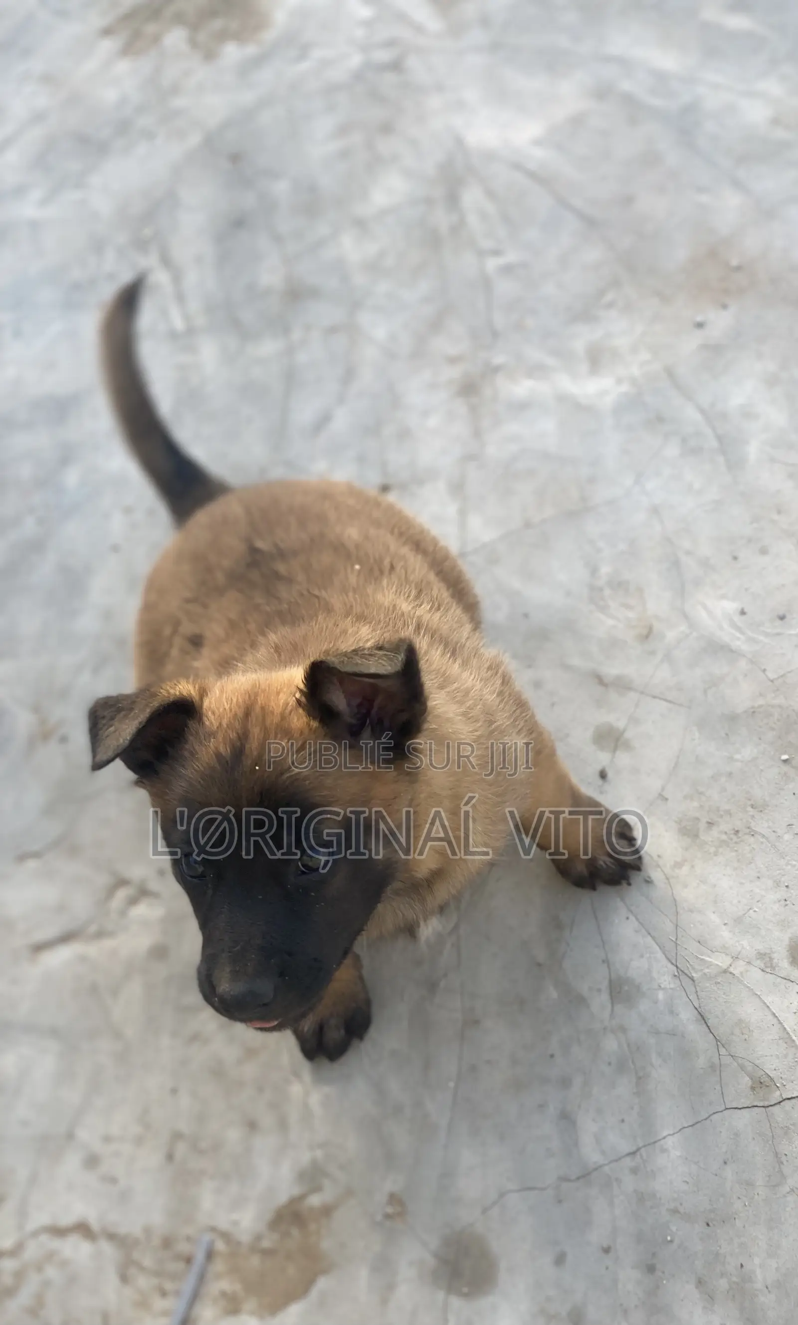 1-3 mois Homme Pure race Belgian Malinois