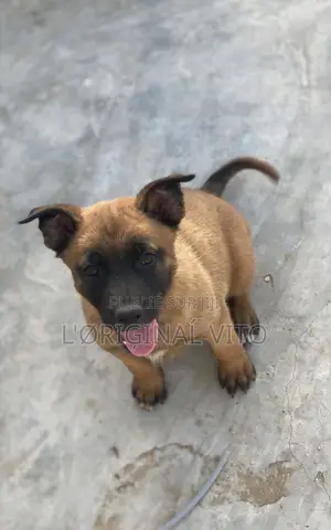 1-3 mois Homme Pure race Belgian Malinois