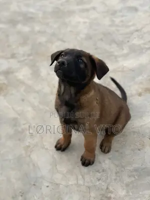 1-3 mois Homme Pure race Belgian Malinois