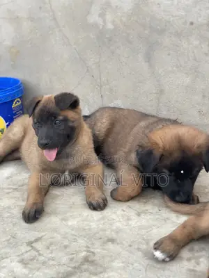 1-3 mois Homme Pure race Belgian Malinois