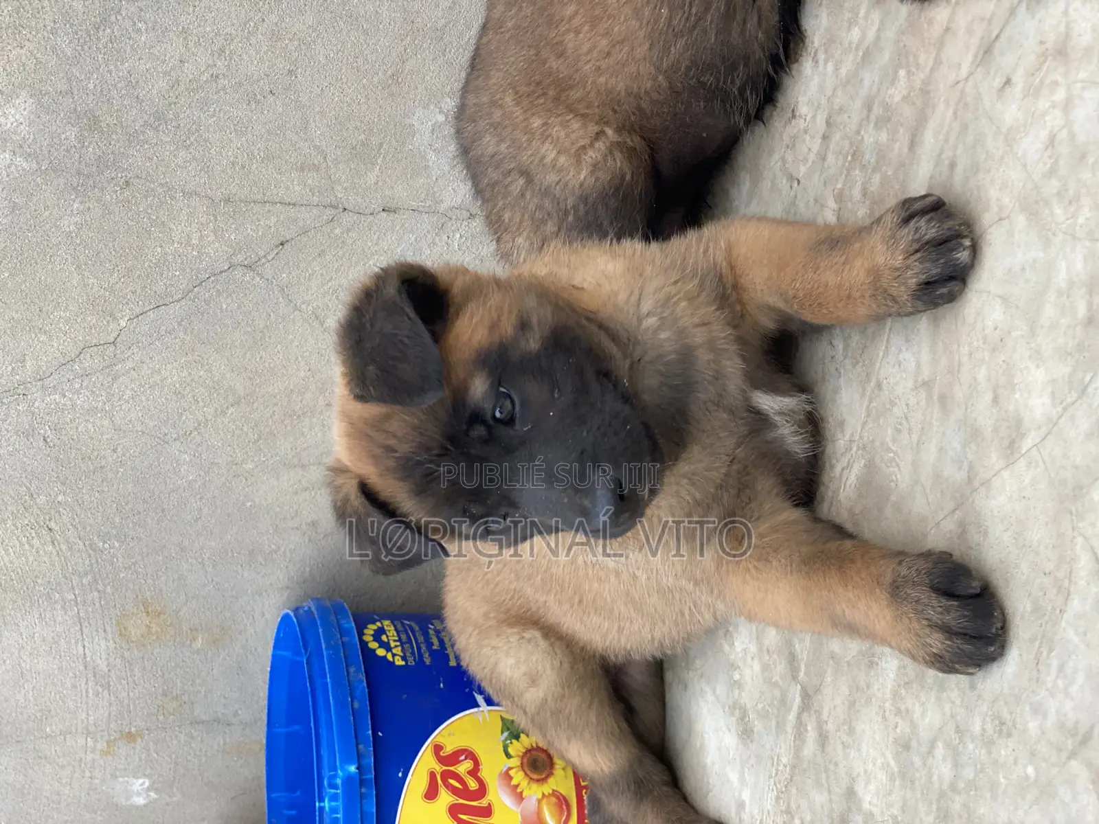 1-3 mois Homme Pure race Belgian Malinois