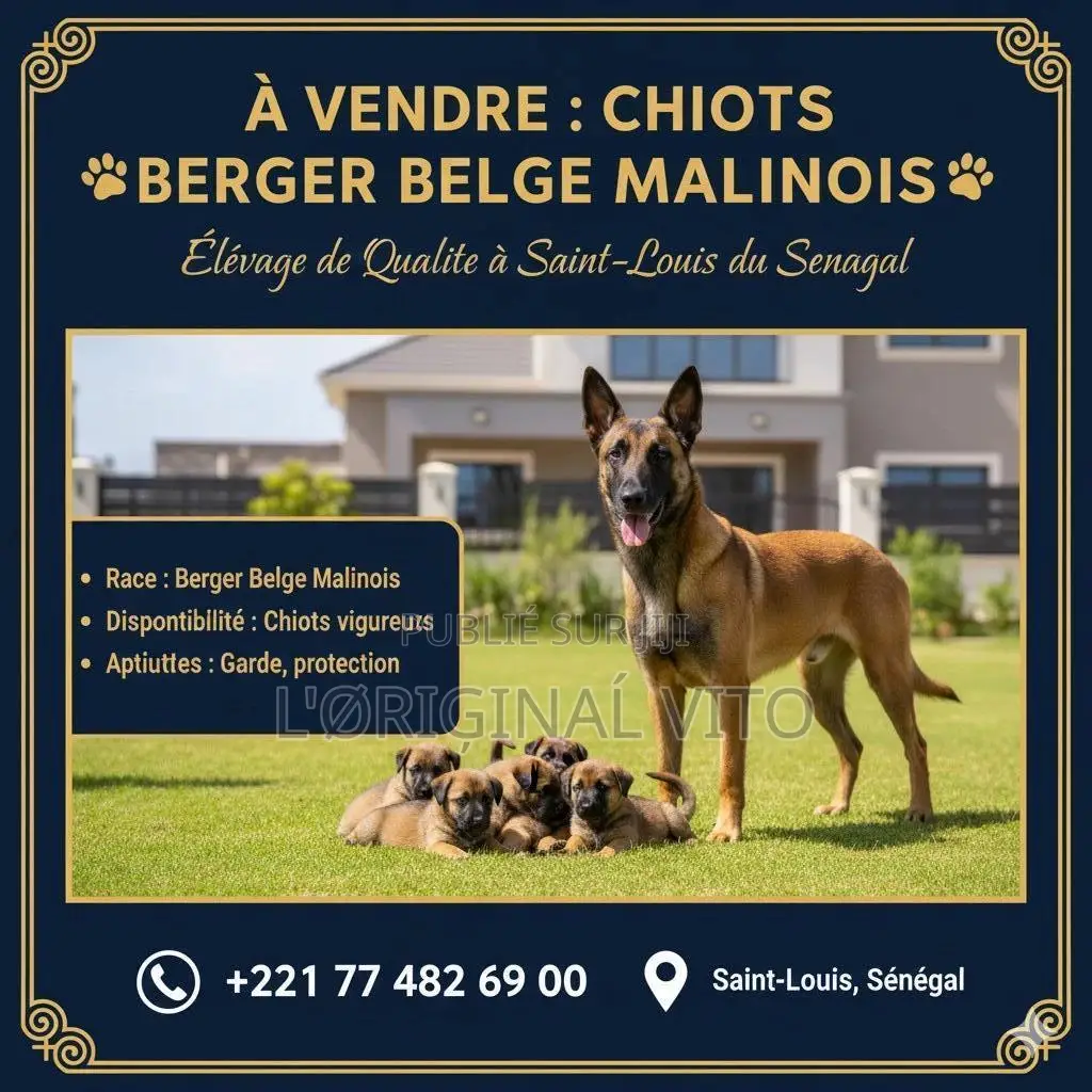 1-3 mois Homme Pure race Belgian Malinois
