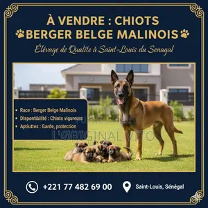 1-3 mois Homme Pure race Belgian Malinois