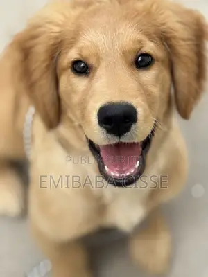 1-3 mois Homme Pure race Golden Retriever