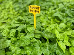 Vente Des Produits Et Services Agricole