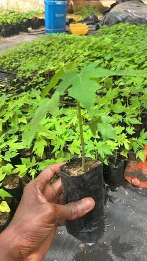 Vente Des Produits Et Services Agricole