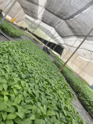 Vente Des Produits Et Services Agricole