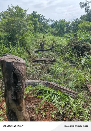 Terrain À Vendre en Casamance (Diouloulou)