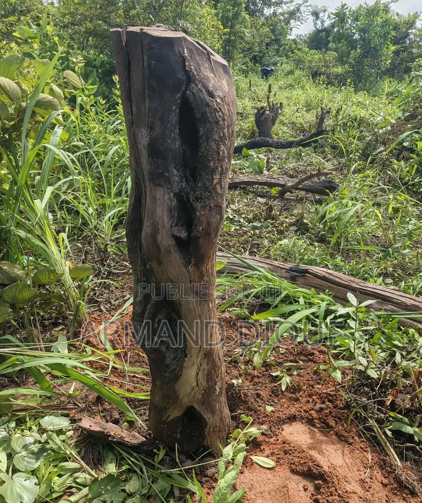 Terrain À Vendre en Casamance (Diouloulou)
