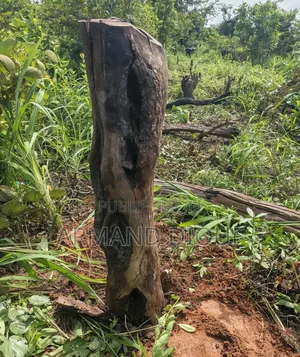 Terrain À Vendre en Casamance (Diouloulou)