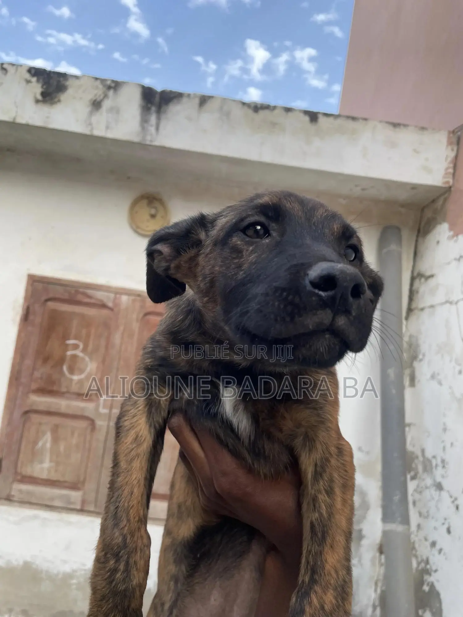 1-3 mois Femme Pure race Belgian Malinois