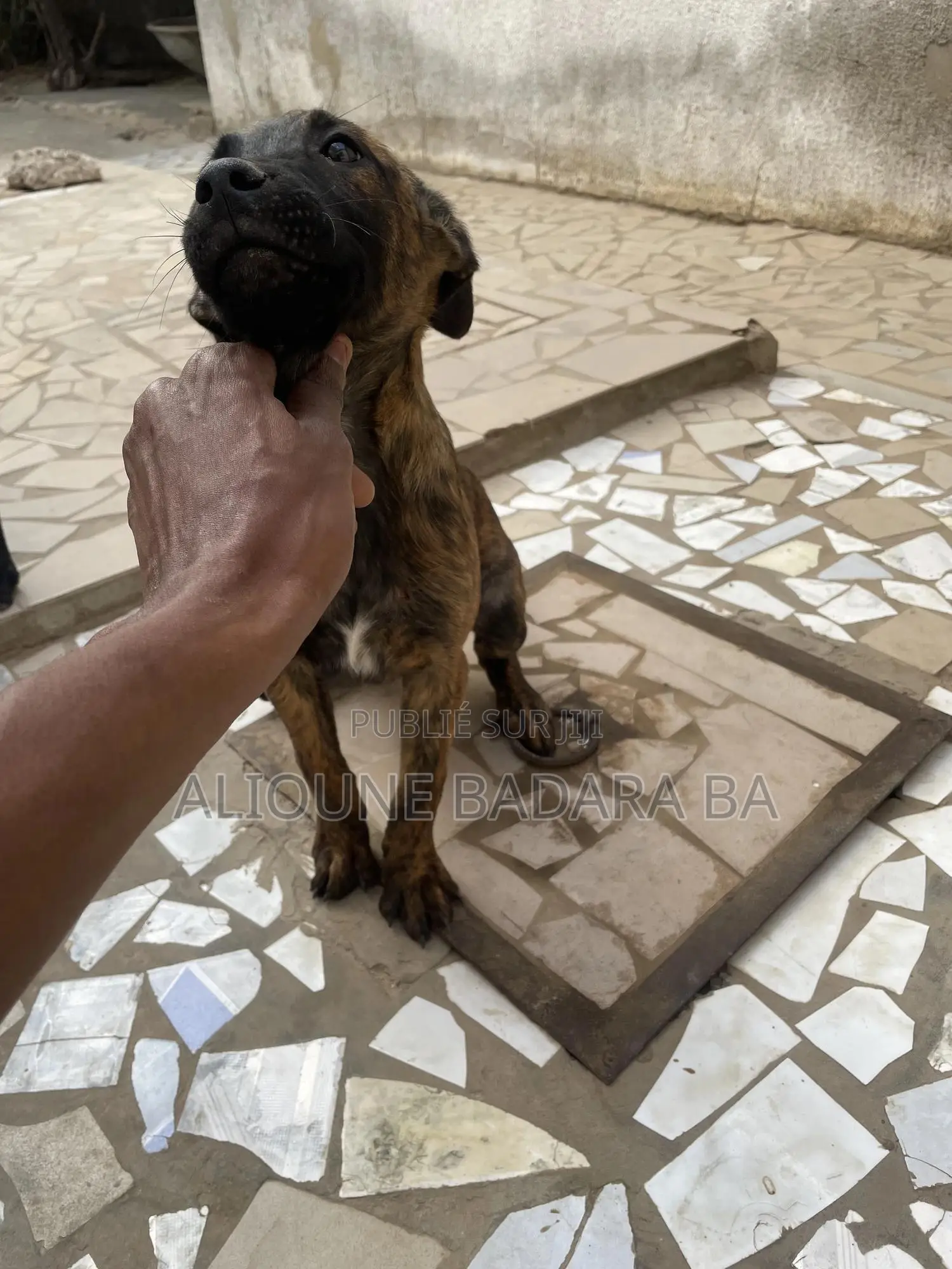 1-3 mois Femme Pure race Belgian Malinois