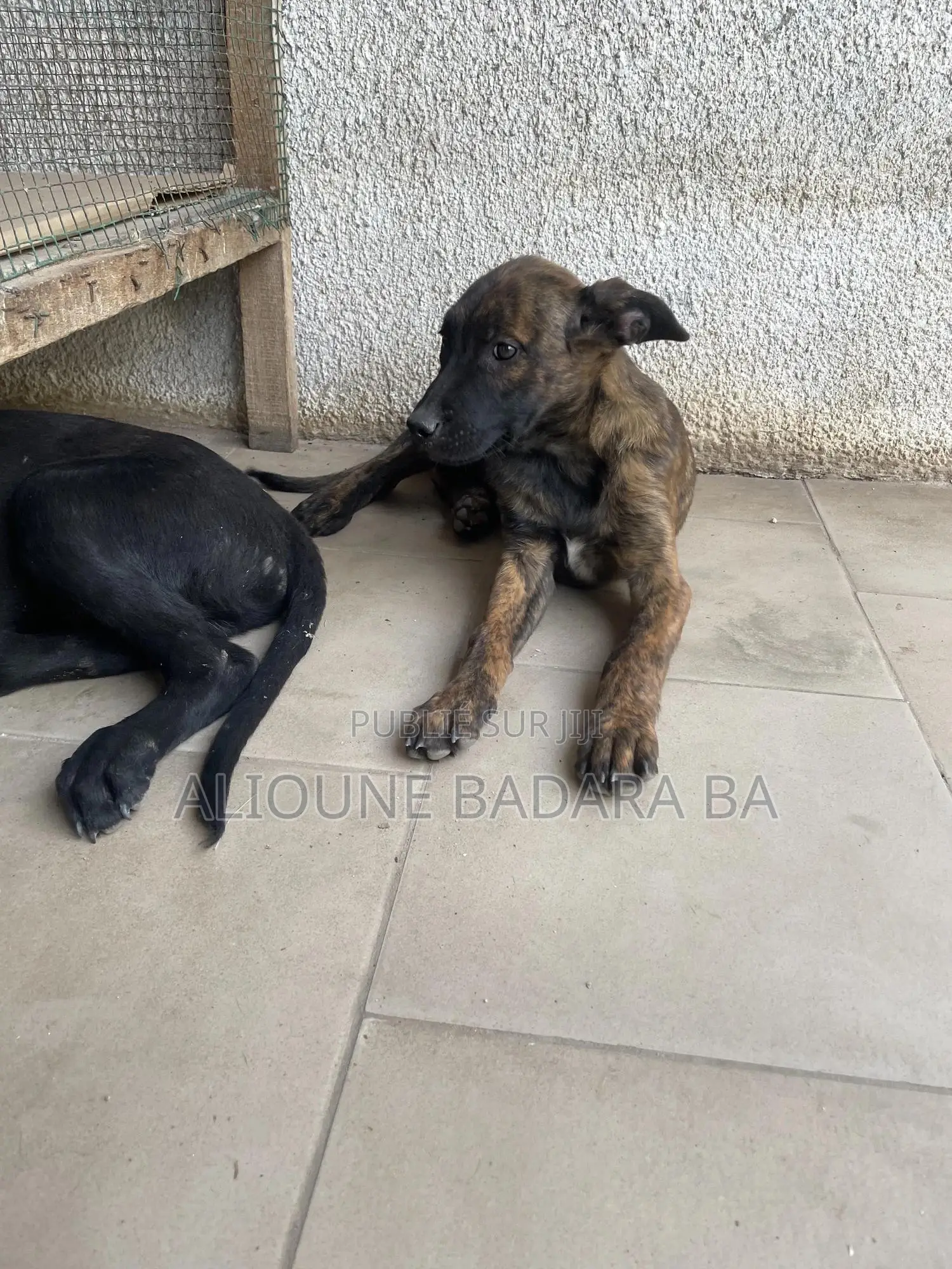 1-3 mois Femme Pure race Belgian Malinois