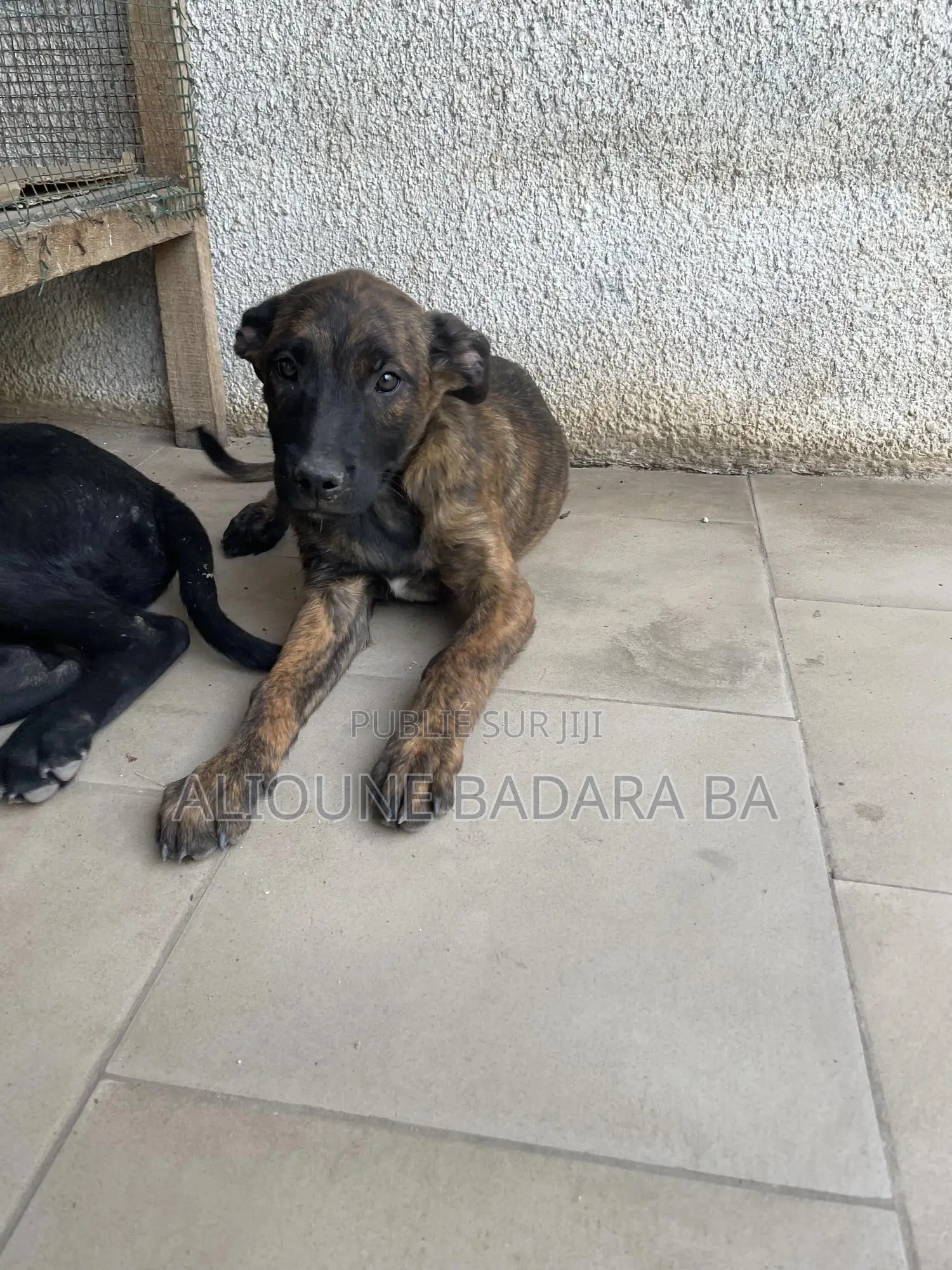 1-3 mois Femme Pure race Belgian Malinois