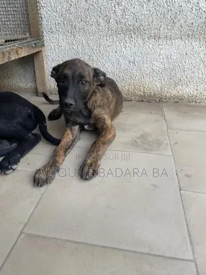 1-3 mois Femme Pure race Belgian Malinois