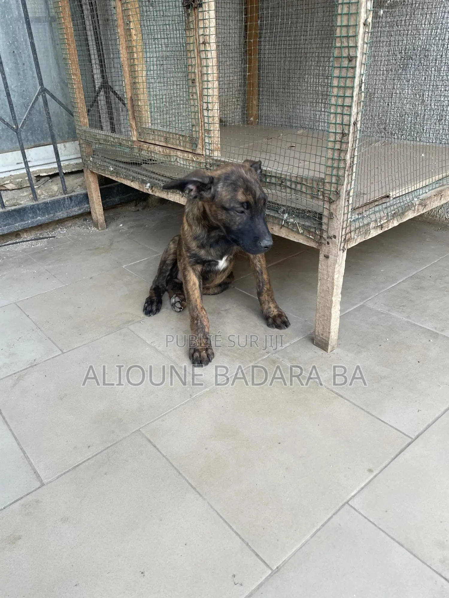 1-3 mois Femme Pure race Belgian Malinois