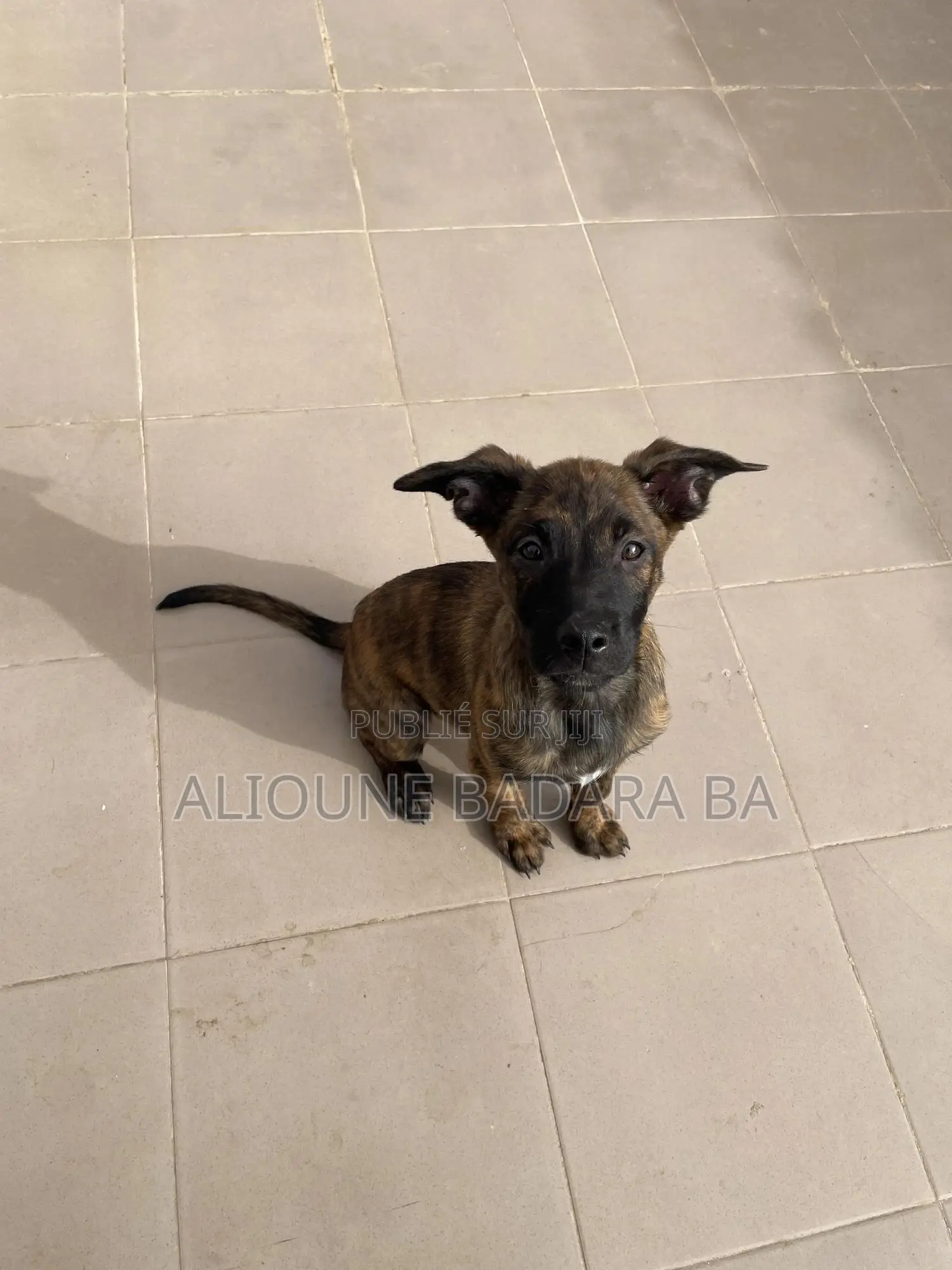 1-3 mois Femme Pure race Belgian Malinois