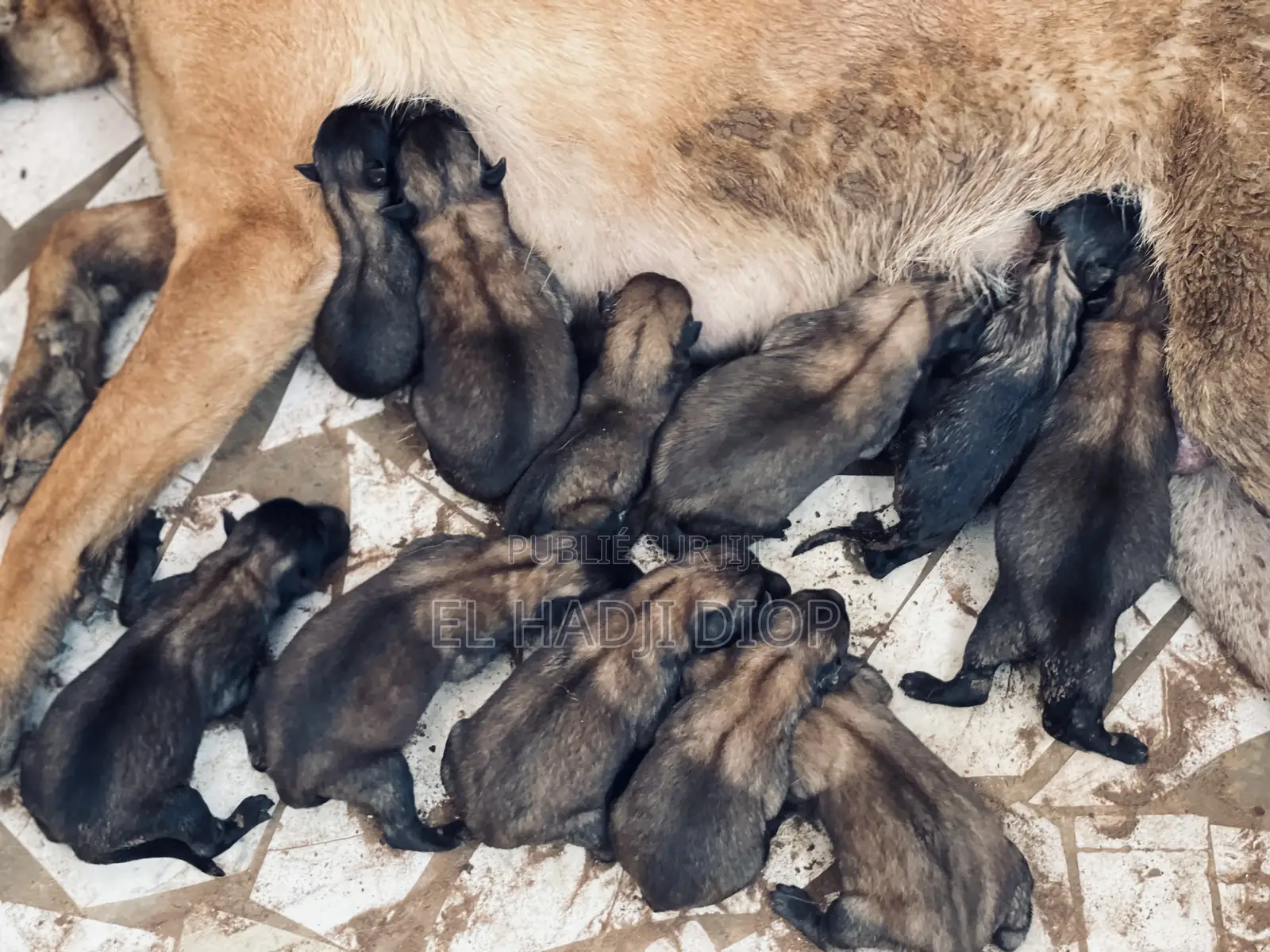 0-1 mois Femme Pure race Belgian Malinois