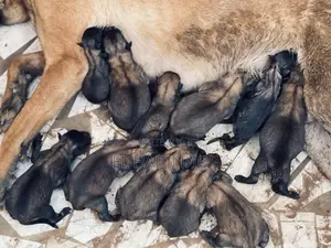 0-1 mois Femme Pure race Belgian Malinois