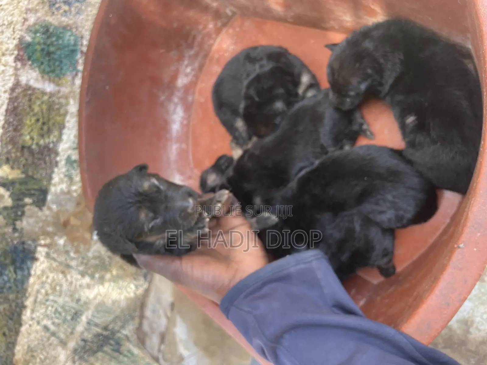 0-1 mois Femme Pure race Belgian Malinois