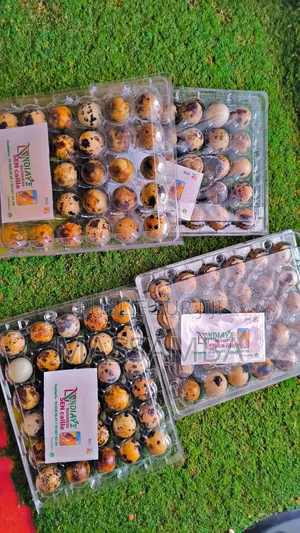 Tablette Œufs De Caille