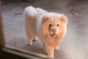 3-6 mois Femme Pure race Chow Chow