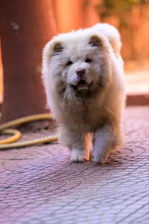 3-6 mois Femme Pure race Chow Chow